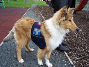 Emotional Support Vs Service Animal: What's the Difference 3 ESA dog