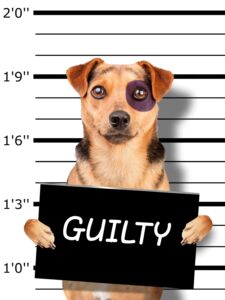 How to Identify Pet Damage in Your Rental Property 1 guilty dog